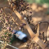 De la vigne au vin 🍇🍷
Ce soir on vous parle de notre Natur O Logis --> Assemblage de Syrah, Marselan et Carignan. 
Mais il est surtout un assemblage de petits fruits croquants 😋

#vinsbio #domaineviticole #tasting #degustation #winelove #instawine #costieresdenimes #vinsdusud #rhonevalleywine #vauvert #nîmes