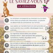 Tu le savais ? 🍇 
Le Saviez-vous : LA VÉRAISON