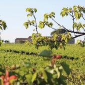 Entre mer et montagnes, au cœur de la Petite Camargue, le Domaine la Bergerade cultive 30 hectares de vignes BIO autour d’une ancienne bergerie du XVIIe siècle rénovée avec passion. 🍇🌞

Un terroir unique, berceau par le mistral et les étangs camarguais, pour donner naissance à des vins 
authentiques et d’exception. 

#domaineviticole #vinsbio #petitecamargue #rhonevalleywines #winelovers