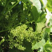 TIC TAC 🌱⏰

#vinsbio #domaineviticole #rhonevalleywines #winetastings #winelove
