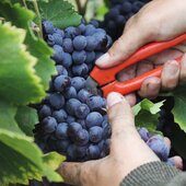 Partage d’une belle matinée de vendanges en équipe 🌞 🌧️ Des sécateurs, des sourires et des caisses qui se remplissent 🍇 
.
.
.
.
.
.
#vendanges2025 #vinsbio #domaineviticole #winelove #instawine #winetastings #dégustation #nîmes #vauvert #vinenbouteille #costieresdenimes #vinsdusud #rhonevalleywines