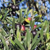 Francine et Pierre ont travaillé dur pour nous offrir cette belle récolte pour ENCORE plus d’huile d’olive et ENCORE plus de plaisirs 🫒💚 

#huiledolive #vinsbio #dégustation #terroirfrançais #costieresdenimes #lesud #vauvert #nîmes