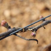Les vignes s’éveillent, chacune à son rythme 🌱 

Bon dimanche ☀️

#vignes #vinsbio #domaineviticole #vinsdusud #costieresdenimes