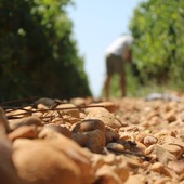 Sous le soleil, les galets absorbent la chaleur et la restituent doucement à la vigne lorsque la fraîcheur tombe.
Ce cycle naturel nous permet d'obtenir des raisins gorgés d’arômes et un vin à la personnalité unique. 🍇

#vinsbio #domaineviticole #vendanges #costieresdenimes #vinsdusud #rhonevalleywines #winelovers #instawine #winetasting #vauvert #nîmes @costieres2nimes