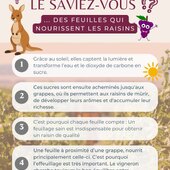 Le saviez-vous ?? 🍇 🍃

Un bon feuillage sain et équilibré et essentiel au bon développement de nos raisins ✨ 

#domaineviticole #rhonevalleywines #vinsdusud #costieresdenimes #vauvert