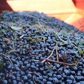 Dans chaque grain, le soleil de l’été et le savoir-faire de toute une année 🌞🍇
Les vendanges battent leur plein !! 

#vinsbio #domaineviticole #vendanges2025 #winelove #grappederaisin #instawine #nimes #vauvert #costieres2nimes #vinsdusud