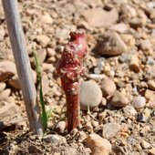 Au programme —> Pose des fils et irrigation dans notre nouveau plantier 🌱🍇
Face aux Salines 🌊 💜

#vinsbio #domaineviticole #costieresdenimes #vinsdusud #nîmes