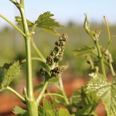 Observer la vigne grandir, c’est apprécier chaque détail. Les premiers grapillons se forment, timides, au cœur du feuillage. Rien ne va trop vite, tout se construit pas à pas. Un spectacle simple, mais toujours fascinant. 🌱🍇

#vinsbio #domaineviticole #costieresdenimes #vinsdusud #dégustations #nîmes #tasting #vigne #winelove #winetasting
