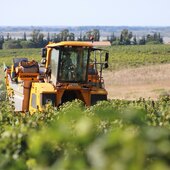 TIC-TAC ⏰ Les vendanges arrivent bientôt au domaine 🍇 ✂️

#vendanges2026 #domaineviticole #rhonevalleywines #costieresdenimes #ilovewines