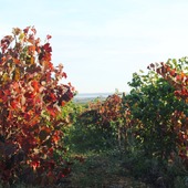 Fini les vendanges, place à l'automne et à toutes ces couleurs 🍁

#automne #domaineviticole #vinsbio #winetasting #winelove #tasting #vinsdusud #costièresdenîmes #vauvert #nimes