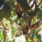 De la vigne à la cave 🍇 🍷 
.
.
.
.

#vinsbio #winelove #instawines #winetastings #tastingwine #vendanges2025 #vinsdusud #valleedurhone #costieresdenimes #vauvert #nîmes
