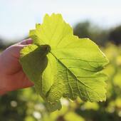 Sous la lumière, la feuille capte l’énergie du soleil. Un travail discret, essentiel, qui prépare déjà les grappes de demain ☀️ 🍇 

#vignerons #vinsbio #sudelafrance #costieresdenimes #rhonevalleywines