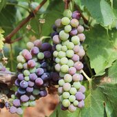 La véraison s’installe doucement dans les vignes. Certaines grappes de parents déjà de couleurs intenses, d’autres prennent leur temps. Chacune avance à son rythme, guidée par le soleil, la terre… et un peu de patience 🌱☀️🍇 
.
.
.
.
.
.
#vignes #vinsbio #domaineviticole #costieresdenimes #vinsdusud #vinsdurhône #viticulture #veraison #winelove #winetastings #instawine #nîmes #vauvert 
@costieres2nimes