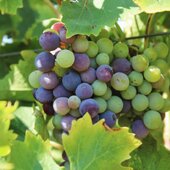 V É R A I S O N 🍇 

#vinsbio #domaineviticole #vinsdusud #nîmes #ilovewines @costieres2nimes @rhonevalleyvineyards