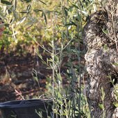 Entre olives et vignes, les mains de l’homme ne s’arrêtent jamais. Chaque saison offre sa récolte, chaque geste sa précision 💚

.
.
.
.
.
#vinsbio #récolte #vigneron #vignes #olive #costieresdenimes #vinsdusud #valleedurhone #nîmes #vauvert #instawines