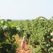 Le compte à rebours est lancé ! 🍇
Les grappes prennent doucement leurs couleurs, les journées d’été se succèdent et chaque visite dans les vignes nous rapproche un peu plus des vendanges. Bref, nous observons, nous attendons et nous imaginons... 

Alors combien de temps reste-t-il ? ⏰

#vendanges #vinsbio #domainefamilial #vinsdusud #rhonevalleywines @costieres2nimes
